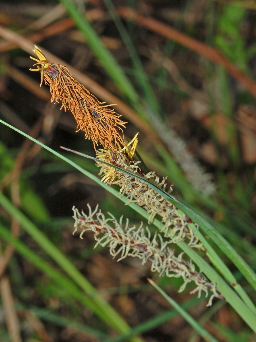 Carex cfr.rostrata
